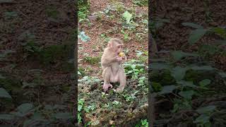 Meet the Skinny Adorable Abandoned Monkey 1 monkey cute bronxzoo angkorpark sandiegozoo [upl. by Nnairrek563]