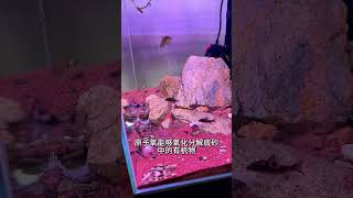 魚缸底砂清洗難，不洗用久了發黑發臭怎麽辦？ 水族 觀賞魚 魚缸 過硫酸氫鉀 養魚養心 魚缸造景 [upl. by Yarw]