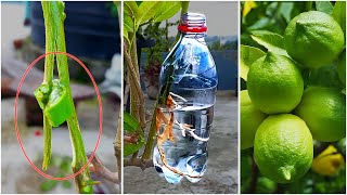 How to propagation of lemon plant from lemon branch in water  Air layering lemon tree in water [upl. by Nylde938]