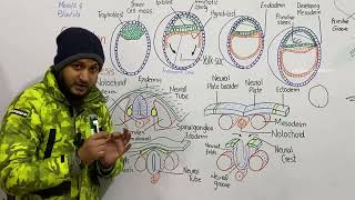 Organogenesis  Neurulation in human embryo  embryonic development  class 12 [upl. by Grani]