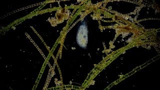 🔬 Dunkelfeld  microcosmos  microorganism  life in a puddle under a dark field microscope Full HD [upl. by Ahsilla93]