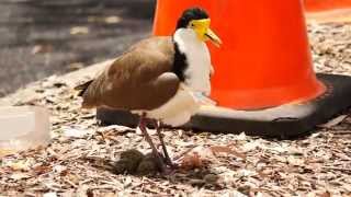 Masked Lapwing Masked Plover formerly Spurwinged Plover Vanellus miles  Maskenkiebitz 6 [upl. by Lockhart]