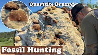 Quartzite Druzzy Brachiopods block discovered [upl. by Wilhelm]