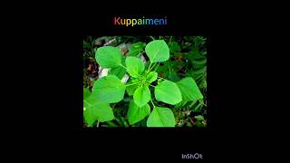 quotAcalypha indica quotquotகுப்பைமேனிquot பற்றிய சிறு தகவல் [upl. by Naenej]