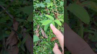 Planta Dormilona Mimosa pudica  sleepy plant plants nature naturelovers [upl. by Shae]