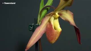 Орхидея Phragmipedium StQuen x longifolium [upl. by Twila]