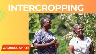 INTERCROPPING WAMBUGU APPLES by Priscilla Nyairia [upl. by Westney]