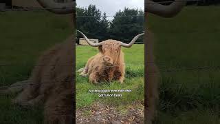 When Highland Cows Are Full 🐮  Part 3 [upl. by Diana]