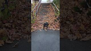 Puggle swooshes down steps [upl. by Aksehcnarf278]