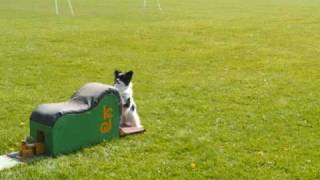 Caeyn our flyball papillon [upl. by Cioban]