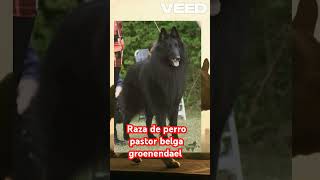 Pastor belga groenendael raza interesante [upl. by Heady]