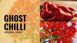 The Worlds Hottest Pepper  Jolokia  Ghost Pepper [upl. by Nodnas127]