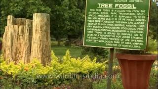 20 million years old tree fossil at Lalbagh botanical garden Bengaluru [upl. by Jemma]