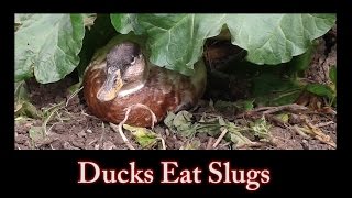 Ducks Eat Slugs [upl. by Zinnes265]