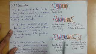 dynamics of microtubule stages of microtubule dynamicspart2 [upl. by Oelc]