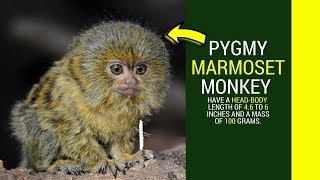 Pygmy Marmoset Facts Amazing facts about pygmy marmoset monkey caremating [upl. by Otsirave]