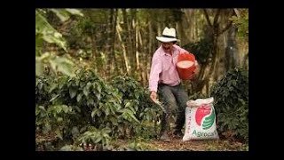 No mires mal los sulfatos es una fuente de nitrógeno amoniacal y azufre para la planta de café [upl. by Nilre431]