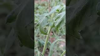 First crop of tomato plants [upl. by Justina823]