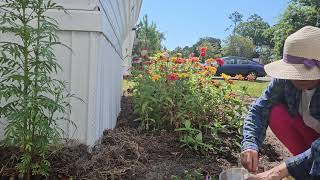 collecting of my zinnia seeds and replanted next year  with relaxing music from YouTube studio [upl. by Vyse360]