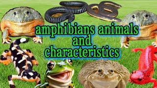 amphibians animals and there characteristics [upl. by Eolc]