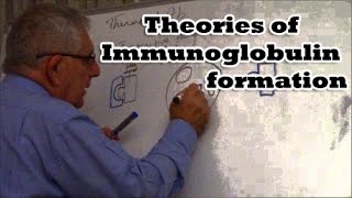 Theories of Immunoglobulin formation [upl. by Ignacio561]