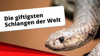 Top10 Die giftigsten Schlangen der Welt [upl. by Liek]