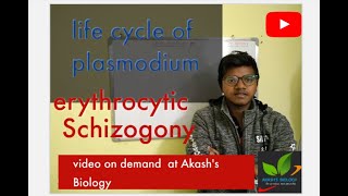 Life cycle of plasmodium Erythrocytic schizogony [upl. by Fogel]