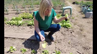 🍀 Tuto Nature du JHM  Repiquer de la salade  Comment venir à bout du ver blanc [upl. by Ulita]