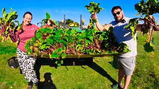 From Garden to Pantry amp Field to Freezer Homestead Life [upl. by Mullen]