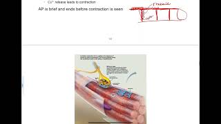 94  ExcitationContraction Coupling [upl. by Limoli]