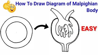 how to draw malpighian body  how to draw diagram of malpighian body [upl. by Gerard]