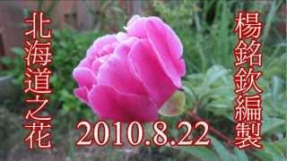 日本北海道の花 牡丹玫瑰花RoseJapan Hokkaido FlowersPaeonia Suffruticosa HD 720p [upl. by Rambow]