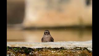 Kara kızılkuyruk » Phoenicurus ochruros » Black Redstart [upl. by Harrington]