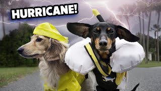 HURRICANE DOGS  Wiener Dogs Prepare for a Storm [upl. by Ativet]