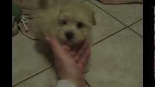 9 week old Maltipoo Sparky [upl. by Nan871]