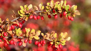 Health benefits of barberries zereshk  زرشک l the amazing benefits of berberine [upl. by Trin]