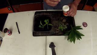 Rooting forsythia cuttings with update [upl. by Ellekram]