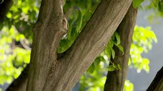 Carpinus caroliniana  American Hornbeam [upl. by Auqeenahs570]