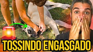 CACHORRO COM TOSSE COMO DESENGASGAR CÃO COM OSSO NA GARGANTA TÉCNICA SALVA CÃES ENGASGADOS EM CASA [upl. by Nnawaj]