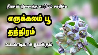 நினைத்த காரியம் சாதிக்க எருக்கலை பூ தாந்திரீகம்  நினைத்ததை நொடிப்பொழுதில் நடத்திட  வசியம் [upl. by Holman66]