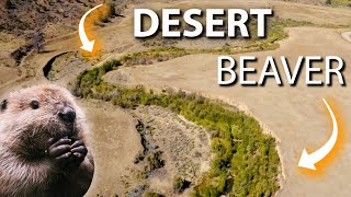 How Beavers Are Restoring Wetlands in North American Deserts [upl. by Aznofla481]