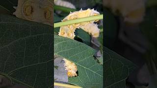 Silkworms dinner 🥰  Tropical Forest Bees silkworms [upl. by Keily]