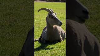 Hemenway Park Boulder City Nevada Bighorn Sheep herd [upl. by Athalla]