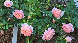 Colette rose in early Spring [upl. by Hiroshi894]