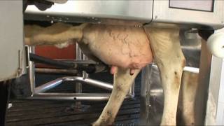 VMS Touch Screen 2m  DeLaval Automated Milking Solutions  DeLaval [upl. by Grenville]