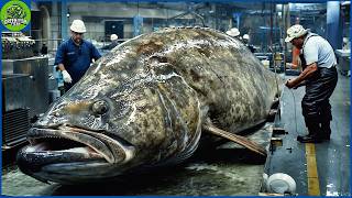 Giant Spotted Grouper Fishing How Fishermen Catch Thousands of Giant Spotted Groupers Every Day [upl. by Keiryt]