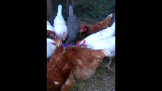 Feeding Chickens Oatmeal [upl. by Hung]