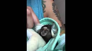 Pet marmoset monkey loves cuddle time [upl. by Ellsworth]