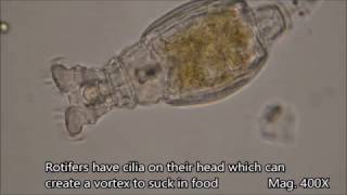 Rotifers under the microscope [upl. by Rahm674]