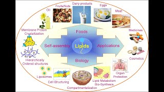 Reasons Why Lipids are Classified as Compounds of Biological Importance [upl. by Nova]